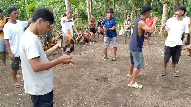 (Win) Blueminer stag vs Brood Cock