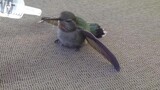 Animals｜A Dehydrated Hummingbird Got Saved