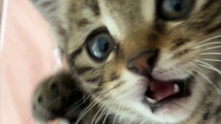 Come in and get hit by the kitten, it calls in a baby voice but hits so hard