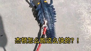 怎么一放出来就这么兴奋？!