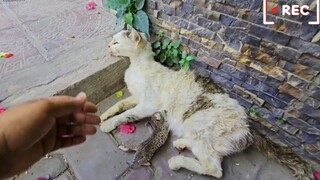 猫妈妈为了照顾孩子累的瘫倒在地，需要紧急救援！