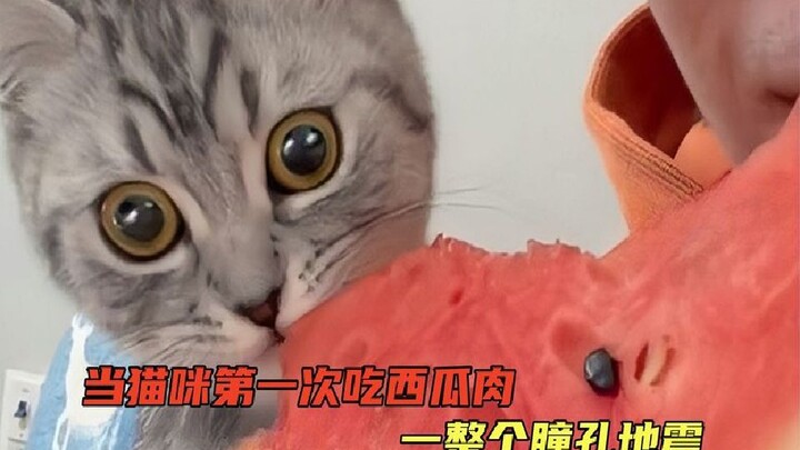 เมื่อเจ้าเหมียวได้ชิมแตงโมเป็นครั้งแรก ทุกคำเหมือนเปิดประตูสู่โลกใบใหม่ รสชาตินี้ช่างสุดจะบรรยายสำหร