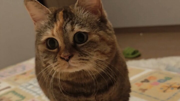 You’re going to sleep without your cat?!