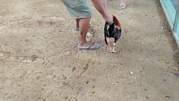 Halang 2hits first fight... Testing of breeding products.. 2022