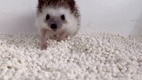 The expression on the hedgehog’s face when eating is really hard to describe