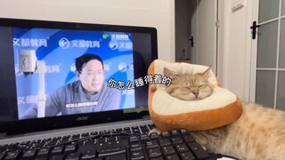 Don't Mind Your Own Little Kitty's Business