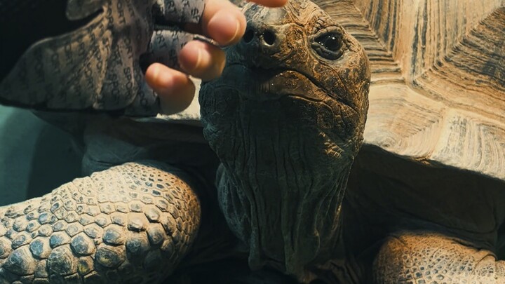 Although the saying "a thousand-year turtle and a ten-thousand-year tortoise" is fake, the Aldabra g