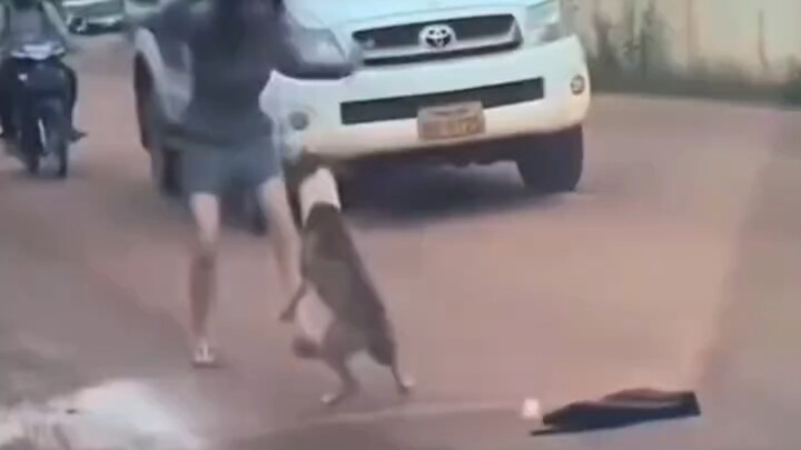 หมา: ไม่ใช่เธอชนเอง ทำไมถึงต้องไปช่วยล่ะ!