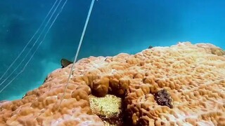 大堡礁导游浮潜时，偶遇一条长相奇特的鱼，疑似幼年的皇带鱼