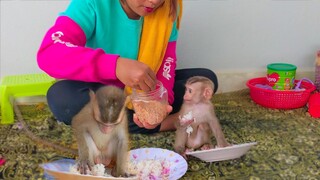 Mom feeding rice with dried shrimp for little Toto & Yaya they don't like eating