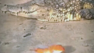 It's time for the crocodile to go home and sleep.