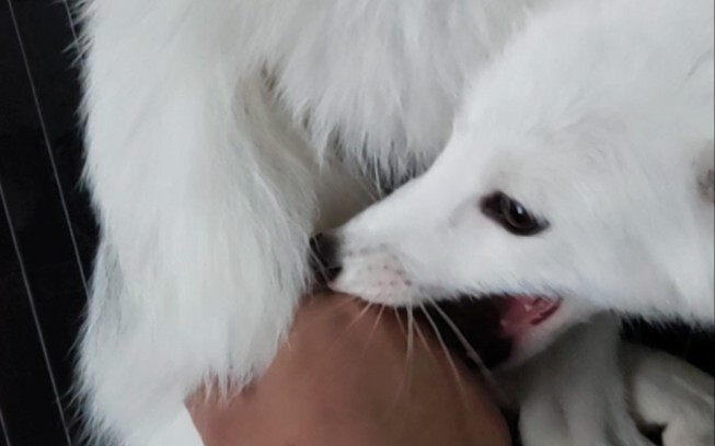 After you play with the fox's tail