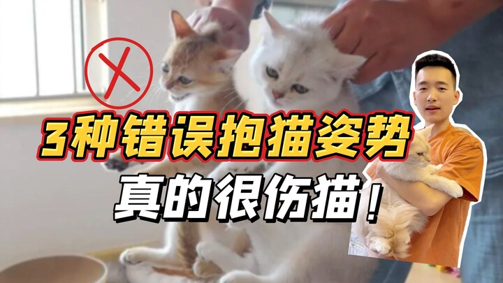 3 Wrong Ways to Hold Your Cat That Will Make It Hate You Completley