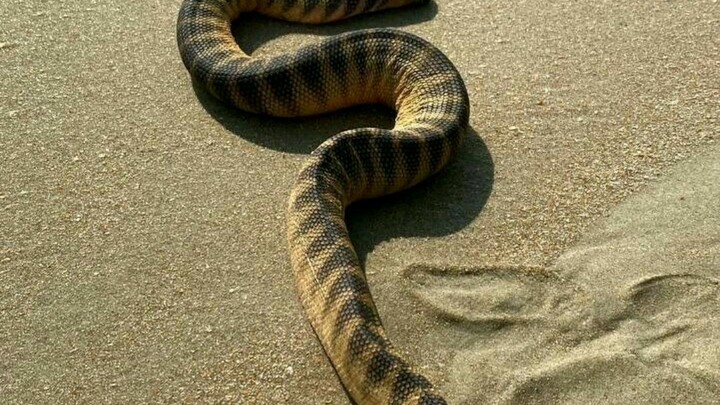 Beach Snake My Comedy Video