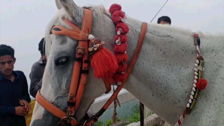 Most beautiful horse in Murree ISB