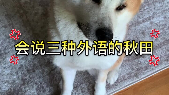 عائلة الصحفي المُنتَدَب في الخارج من فصيلة الكلاب تتحدث ثلاث لغات أجنبية.