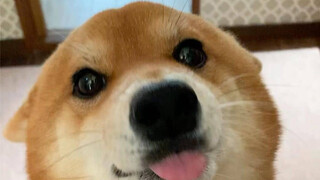 วิธีเปลี่ยนชิบะอินุเป็นแมวน้ำตัวน้อย