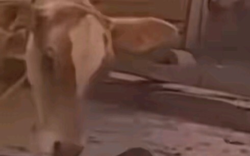 วัว เด๋อ ลื่น