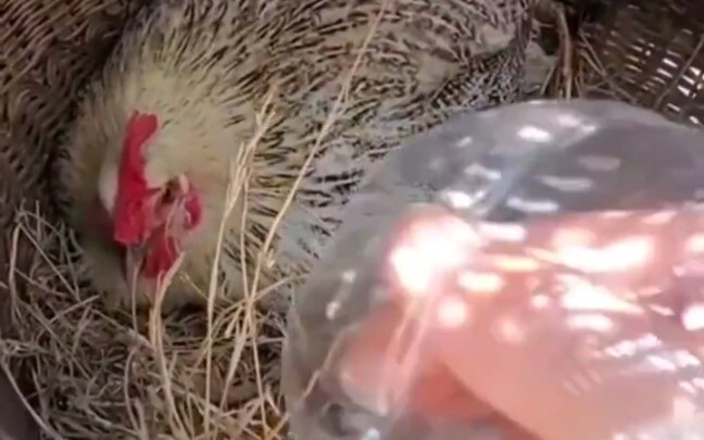 Clever Tricks for Picking Eggs