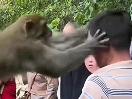 Monkey Bullies Tourist