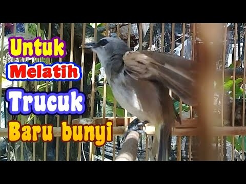 melatih trucukan agar cepat gacor bunyi