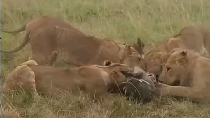 warthog eaten by lions