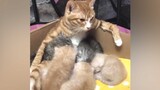 [Binatang]Momen lucu dari kucing-kucing