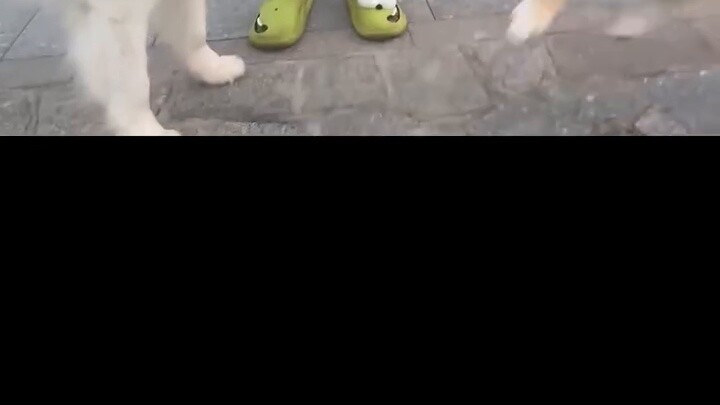 Shiba Inu yang lain dengan cepat menarik hidungnya