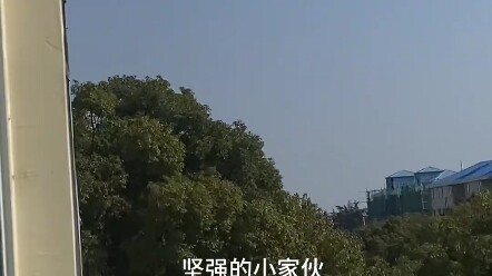 إنقاذ الهرة الصغيرة