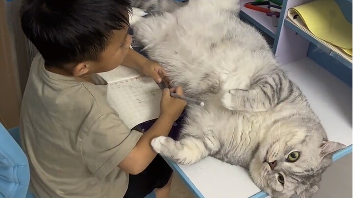 Kucing ini memang terlalu besar