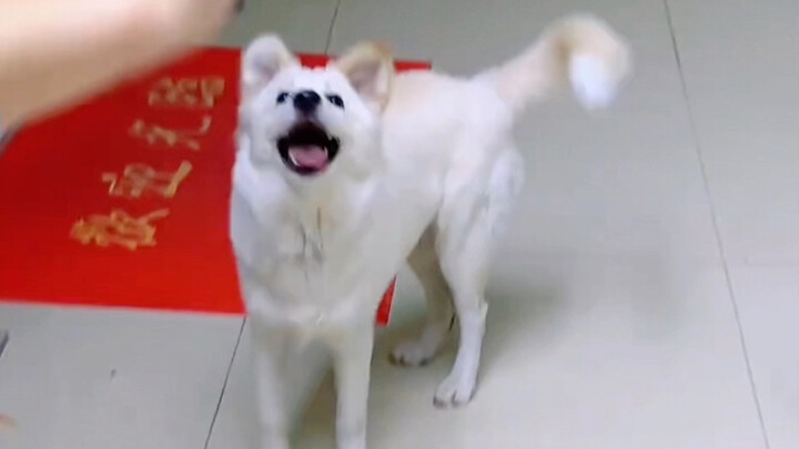 น้องหมา: ของแบบนี้เคี้ยวแล้วกรุบๆ นะ～