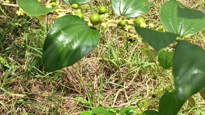 বারোমাসি বরই #কুল #বরই @plum #plum off seson