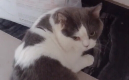 My cat was caught red-handed sneaking dog food—it’s totally confused!