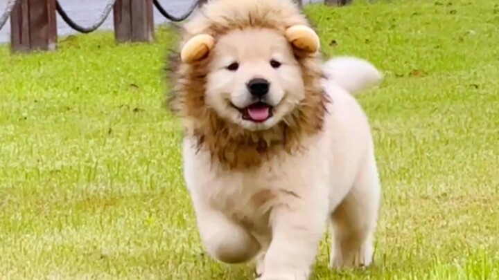 “Anak anjing golden retriever yang imut seperti ini pasti tidak ada yang tidak suka, kan?”