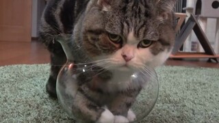 Sudah secara resmi membantah rumor, kucing kecil juga tidak semuanya terbuat dari cairan