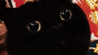 My cat doesn't look cute at all from this angle! But if you change your perspective...