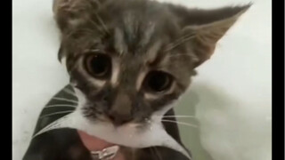 这只是......辛巴