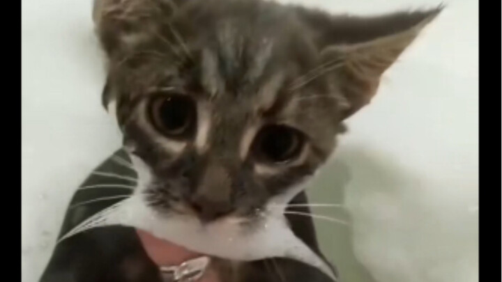 هذا فقط... سيمبا