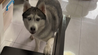 这就是老养狗人的经验