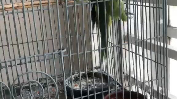 My Bird's