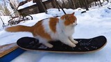 [Động vật]Khi động vật tham gia Olympic Mùa đông