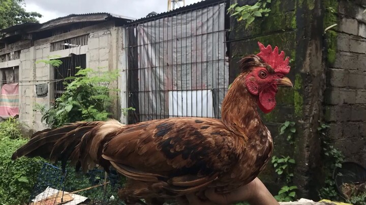 Binabae talo na nanalo pa mahiwaga talaga ang sabong
