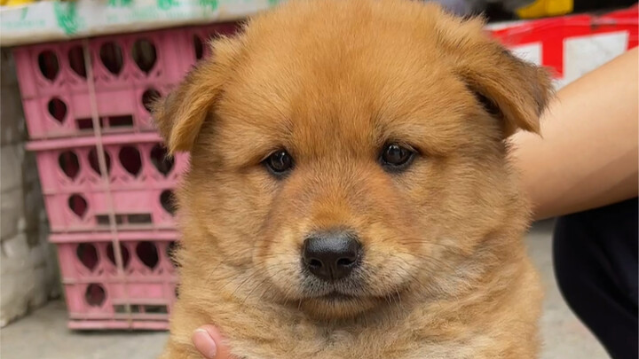 Anjing kampung Tiongkok, Xiao Tu Song
