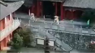 สวี่โตวโตว ลูกศิษย์เทียนจุน...