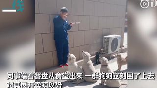 交出盒饭！消防员刚出食堂，就被狗子们团团围住