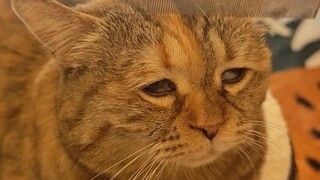 صوت قرع أثناء التزيين والاغتسال المتأخر