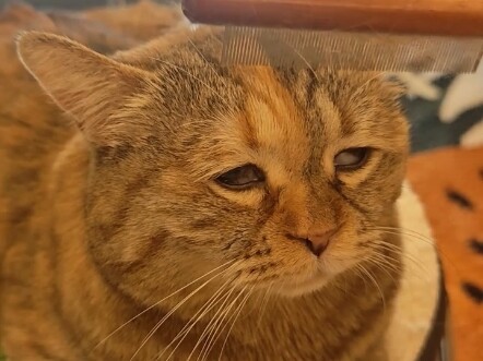 Lạch cạch trang điểm, chải chuốt muộn màng