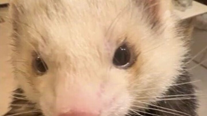 Saat kamu memegang musang feret di tangan, ia akan menatapmu dengan wajah polos penuh keterlaluan, l