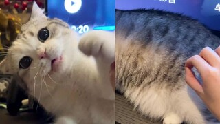 好Q弹的刺挠猫