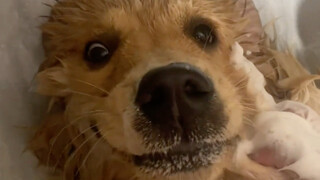 Puppy: Man, howl in the mud!